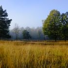 Frühmorgens in der Heide