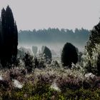 frühmorgens in der Lüneburger Heide 