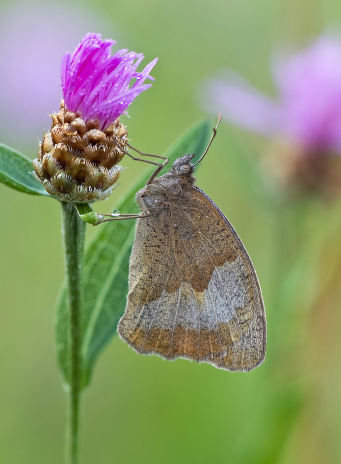 Frühmorgens in der Schmetterlingswiese