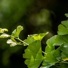 Frühmorgens in der Sonne