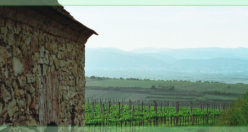 Frühmorgens in der Wachau