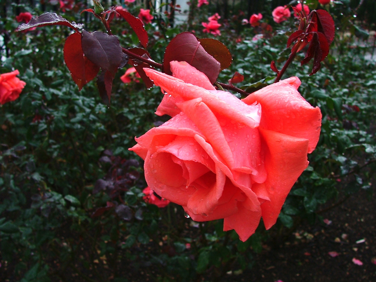 Frühmorgens in Garten