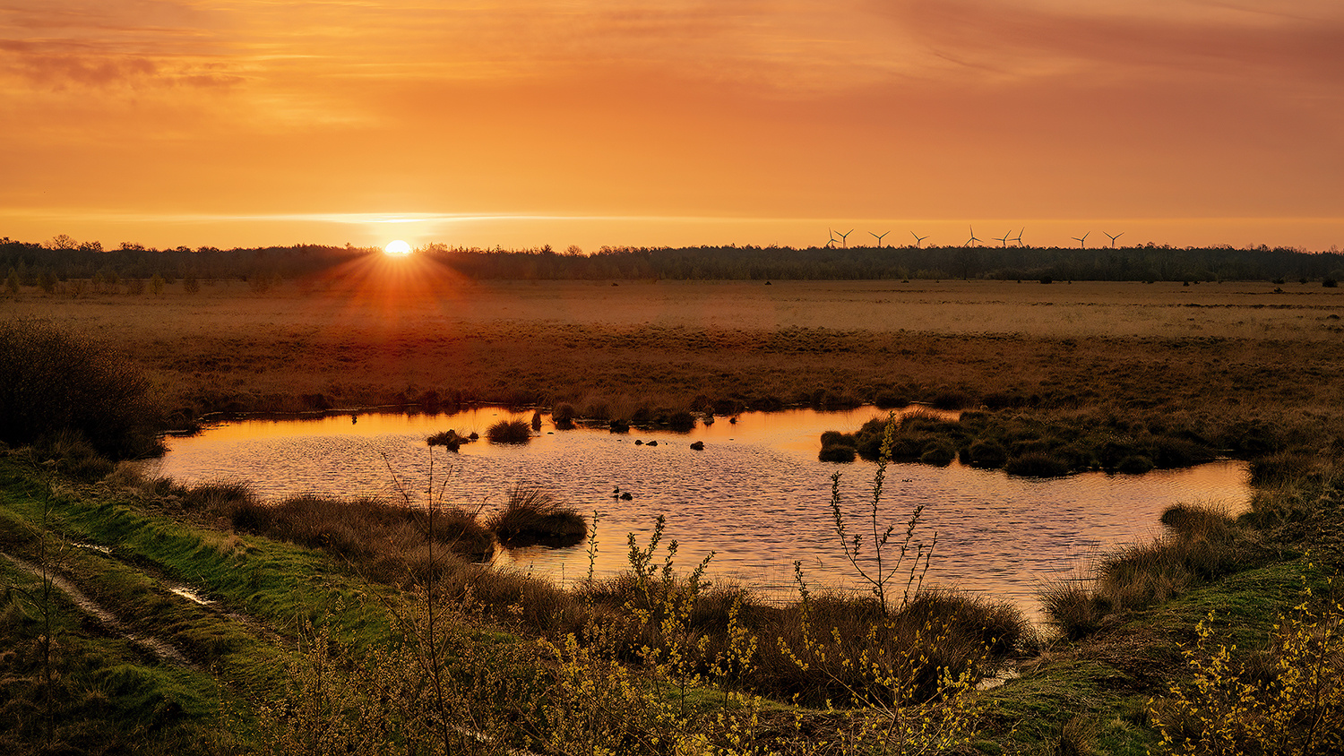 Frühmorgens in "meinem" Moor