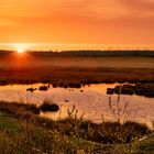 Frühmorgens in "meinem" Moor