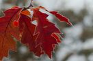 Frühmorgens ist der Frost schon da .... von Tischstativ 