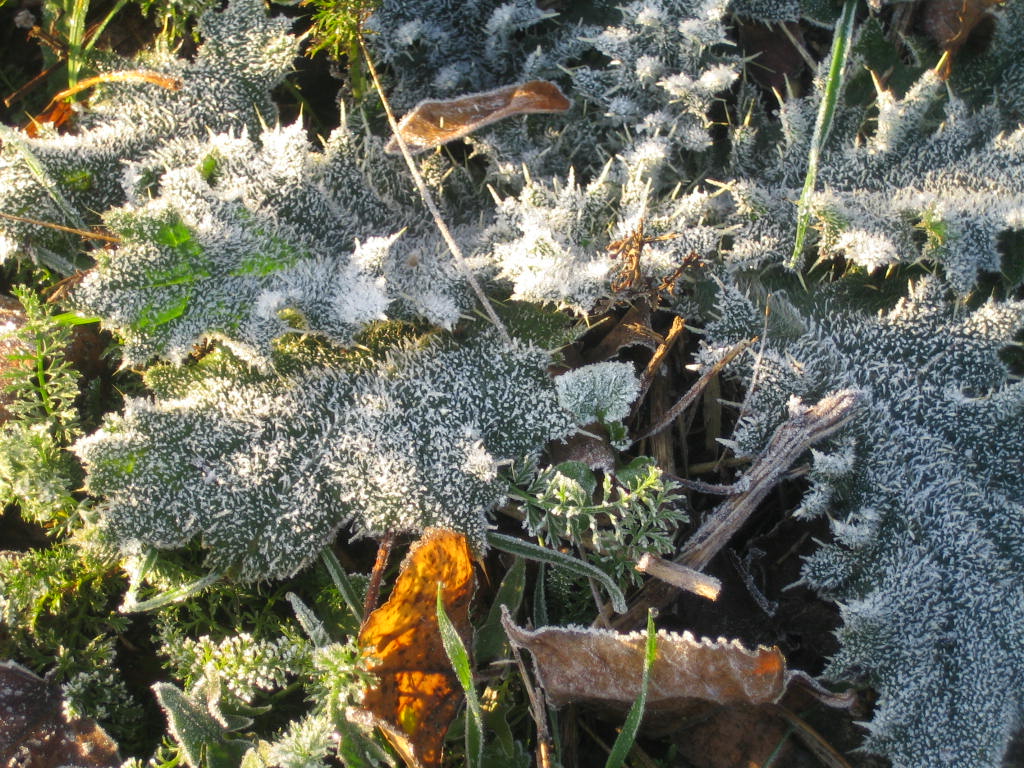 frühmorgens - schon der erste frost