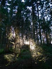 Frühnachmittäglicher Sonnenuntergang im spätherbstlichen Wald