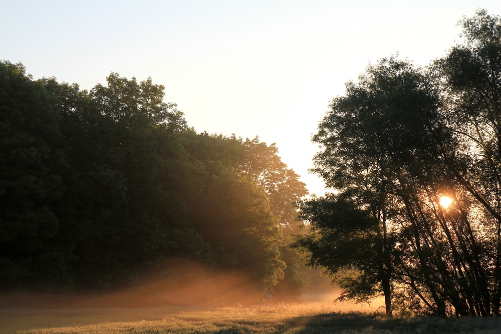 Frühnebel