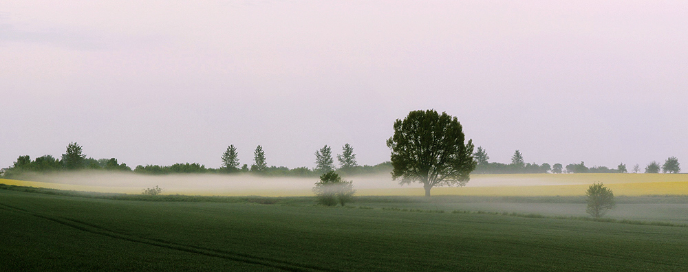 Frühnebel