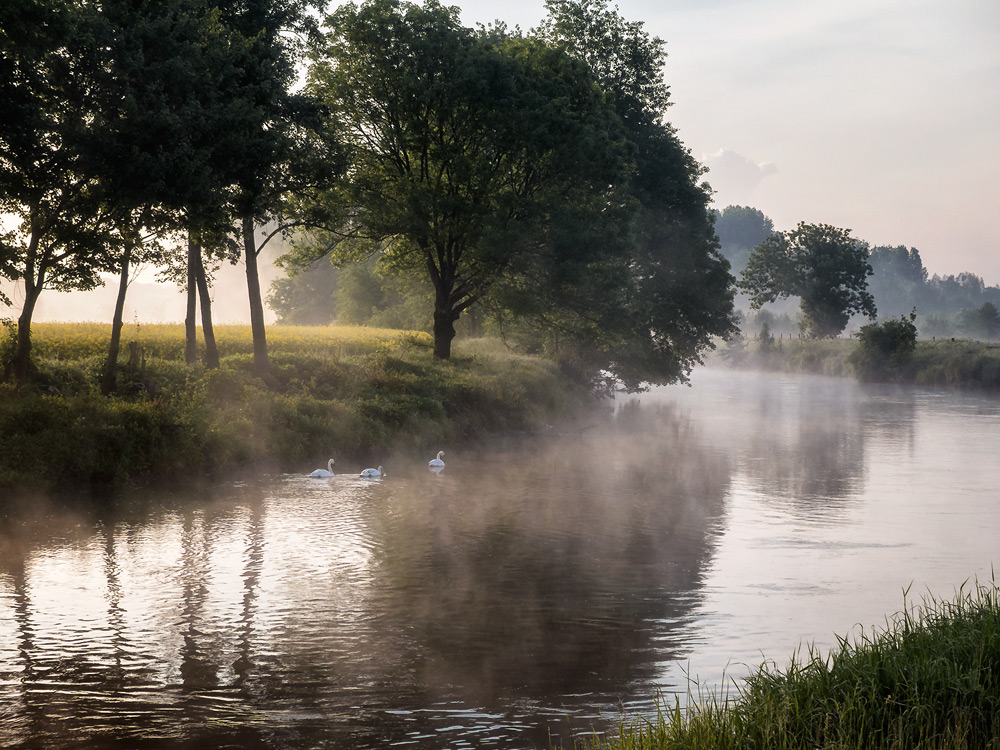 Frühnebel (1)