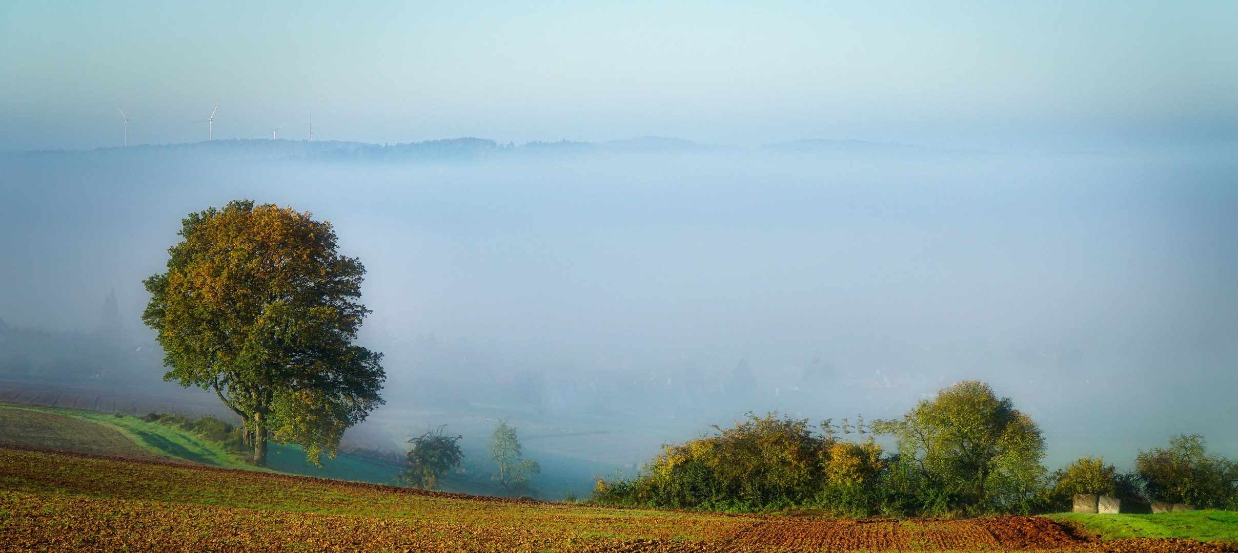 Frühnebel