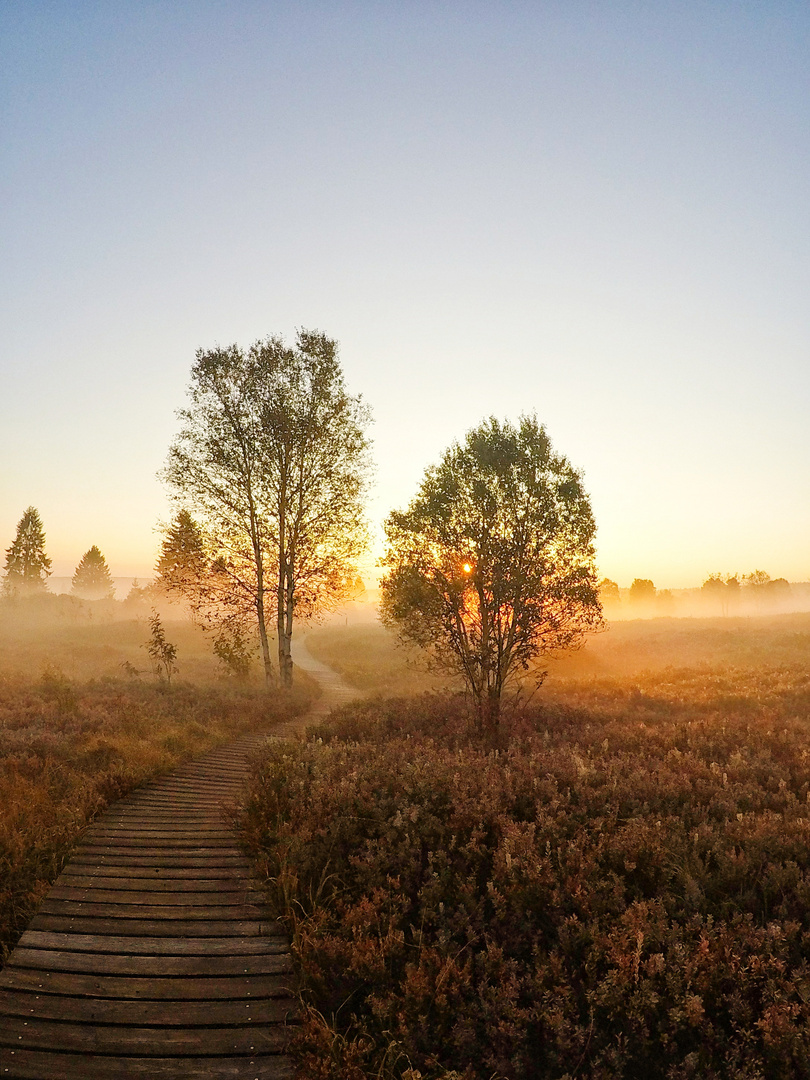 Frühnebel 2.0