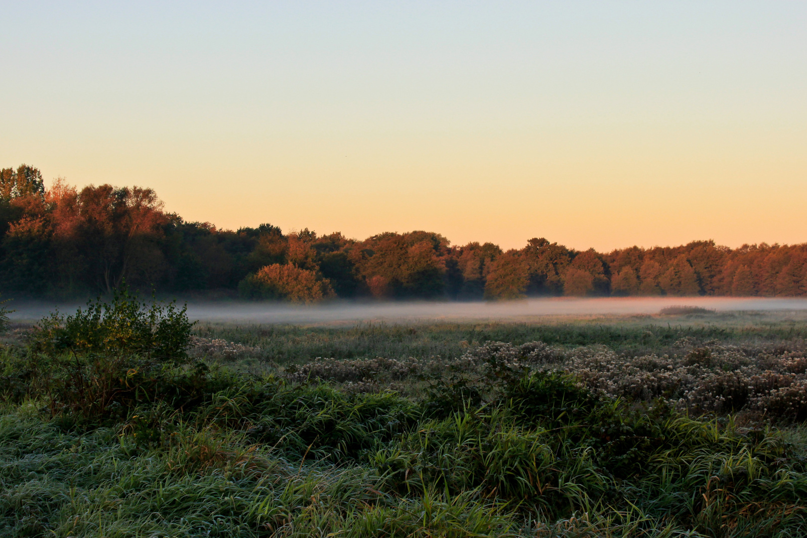 fruehnebel..