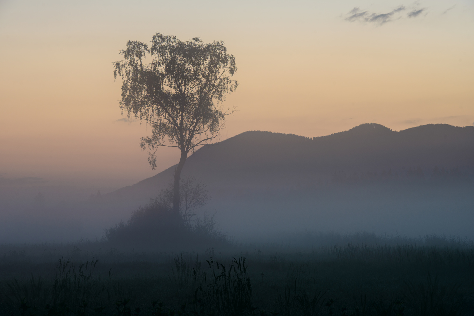 Frühnebel