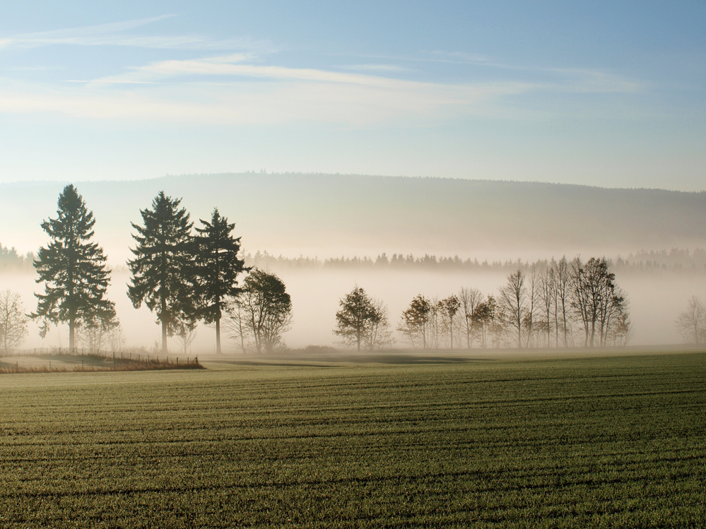 Frühnebel