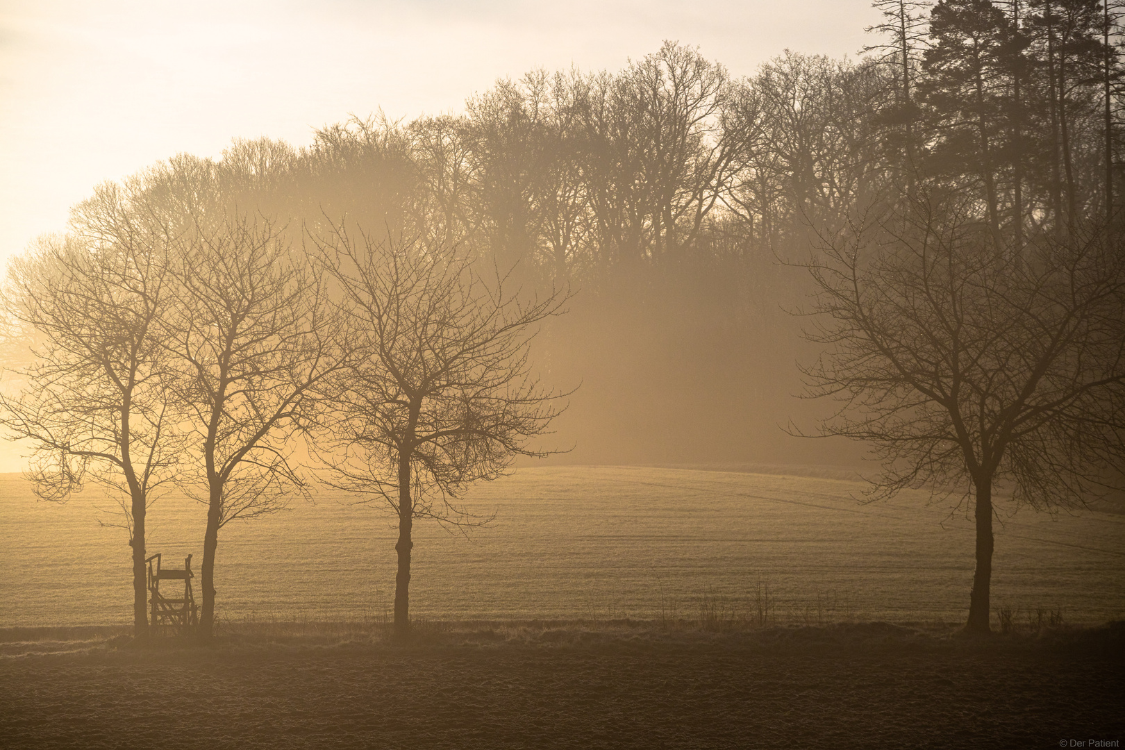 Frühnebel