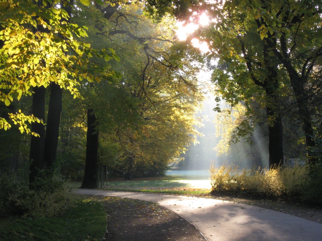 Frühnebel