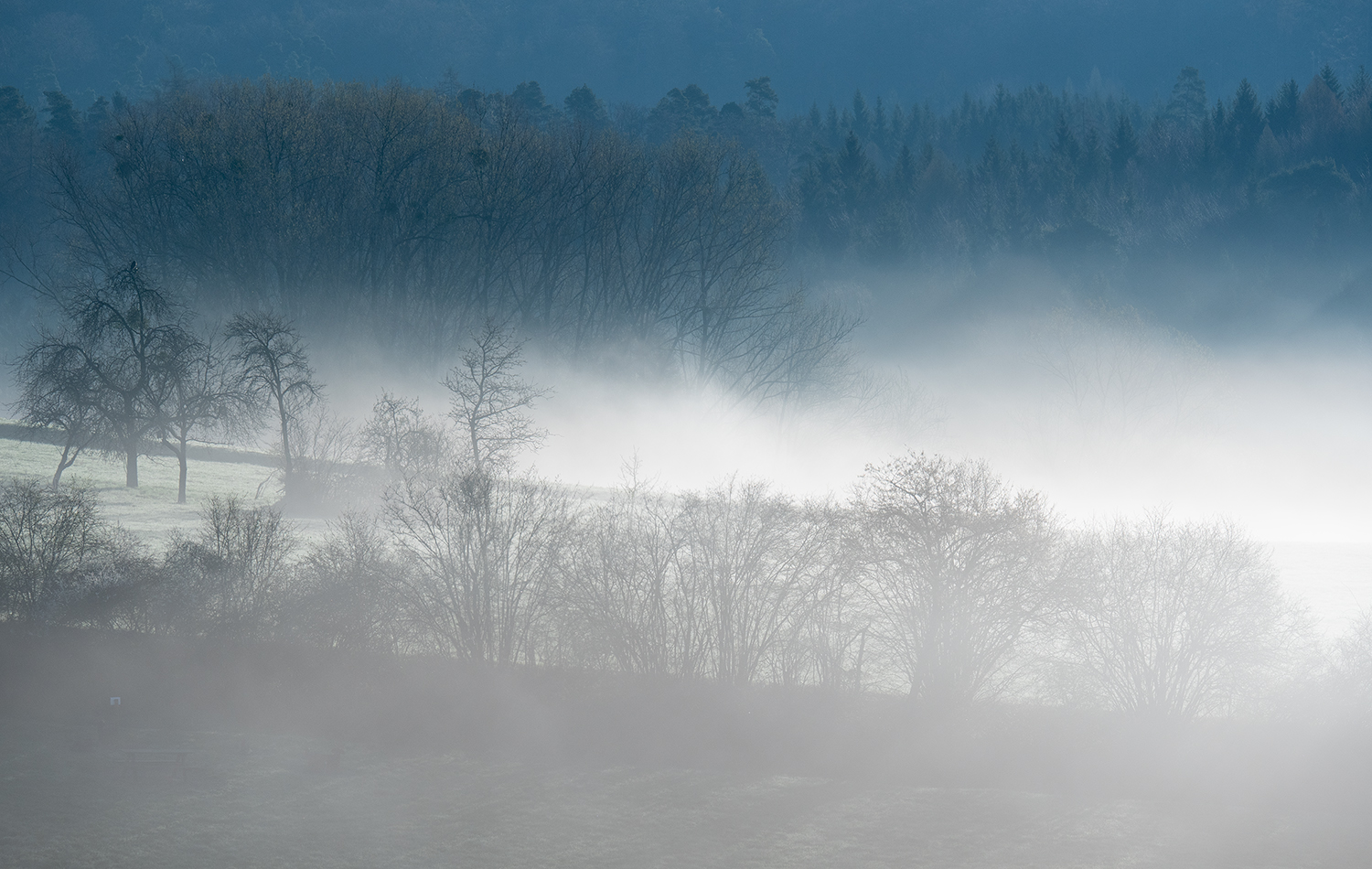 Frühnebel 3