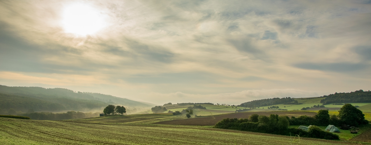 Frühnebel