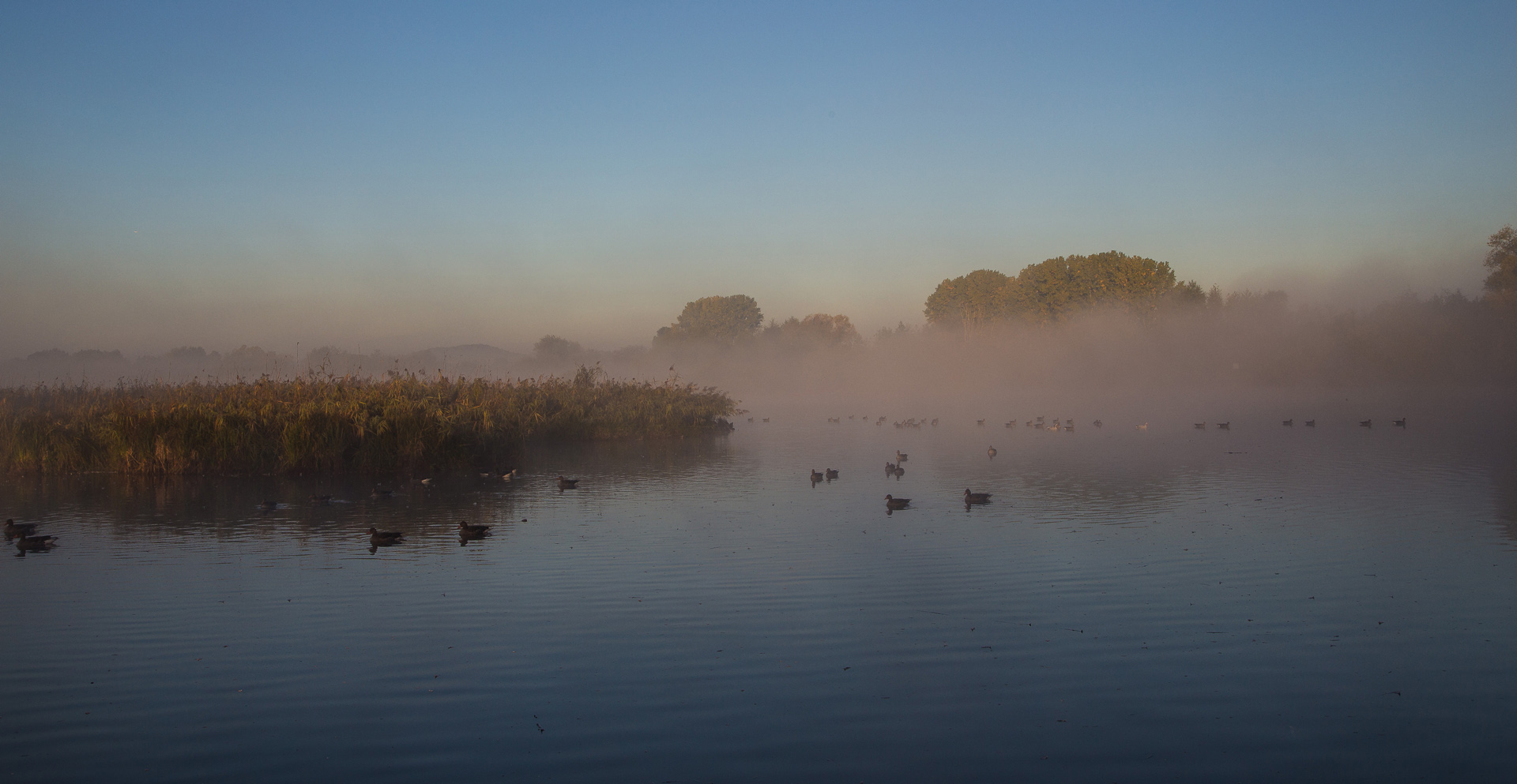 Frühnebel