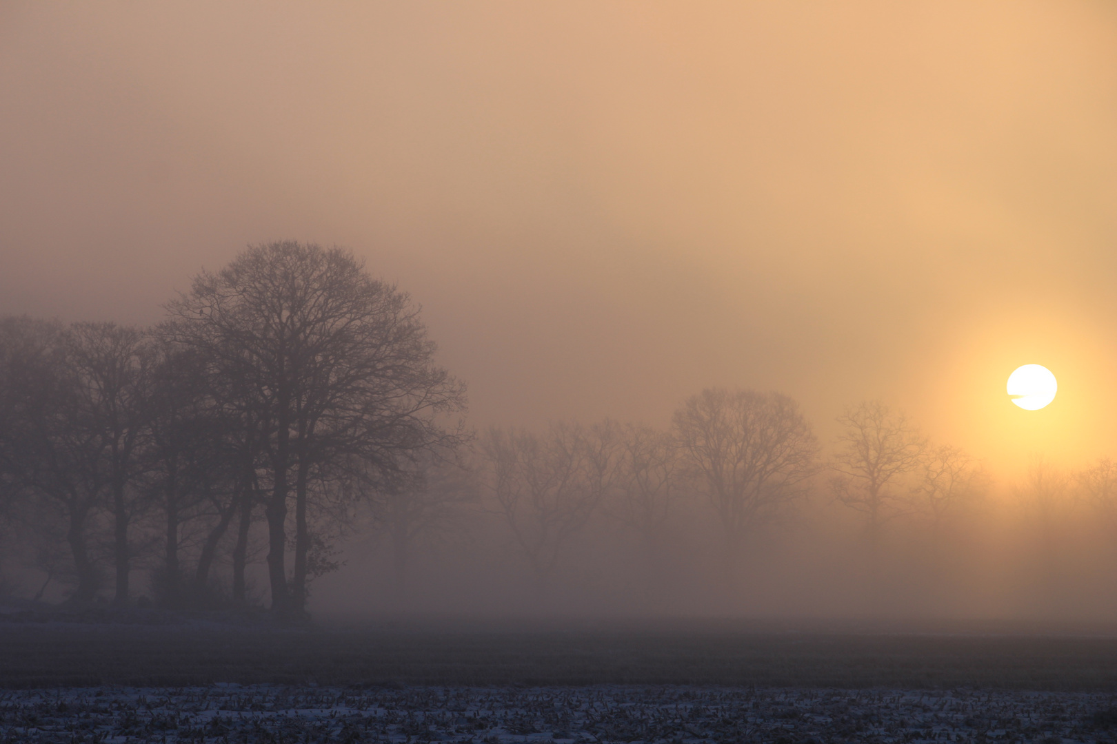 Frühnebel