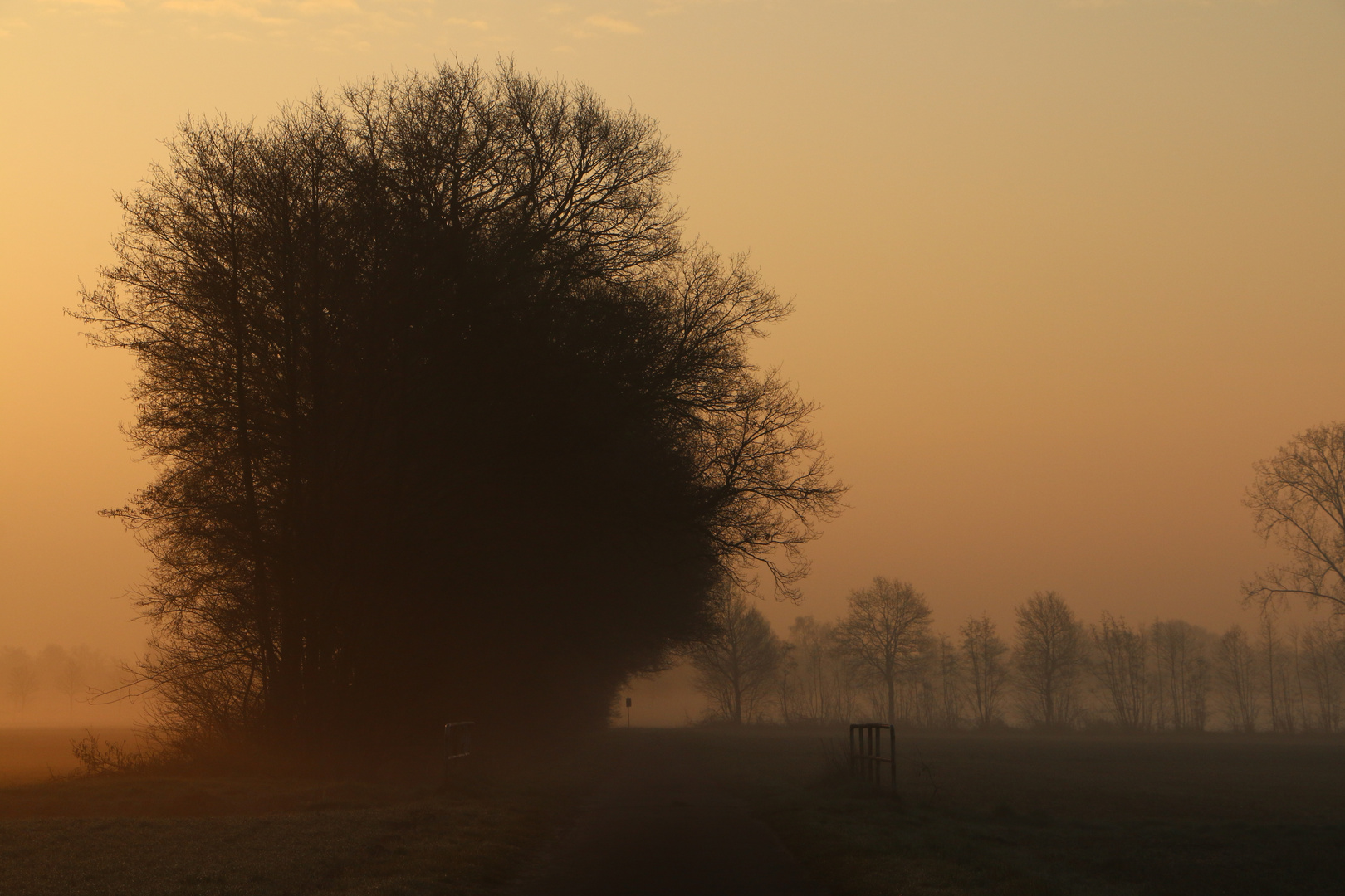 Frühnebel