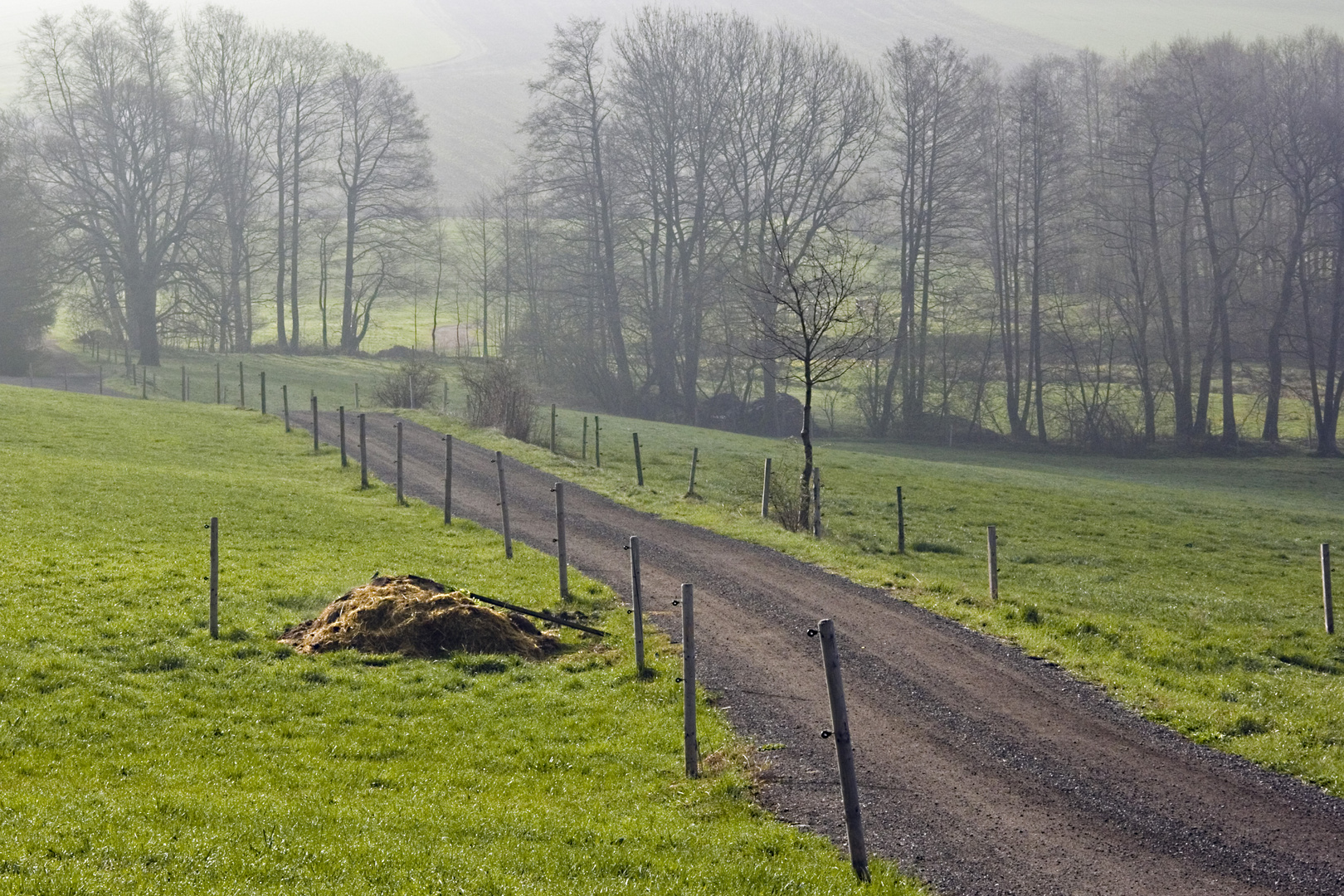 Frühnebel