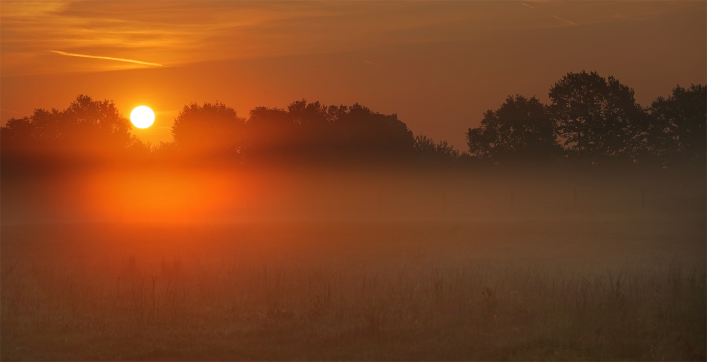 Frühnebel