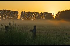 Frühnebel