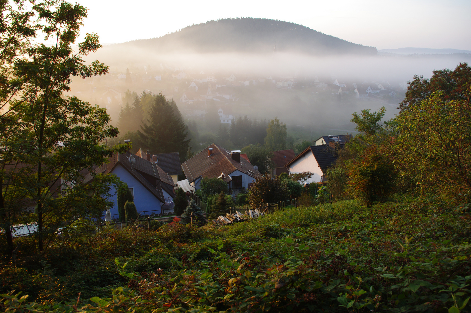 Frühnebel