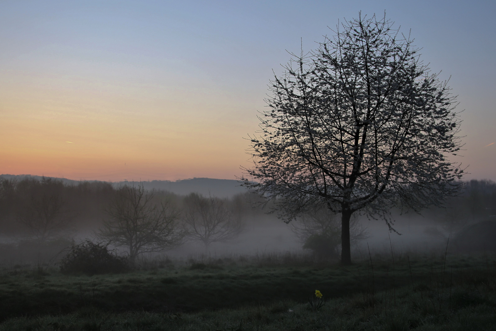 Frühnebel