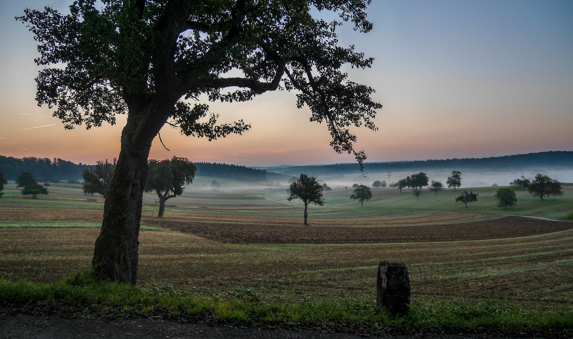 Frühnebel