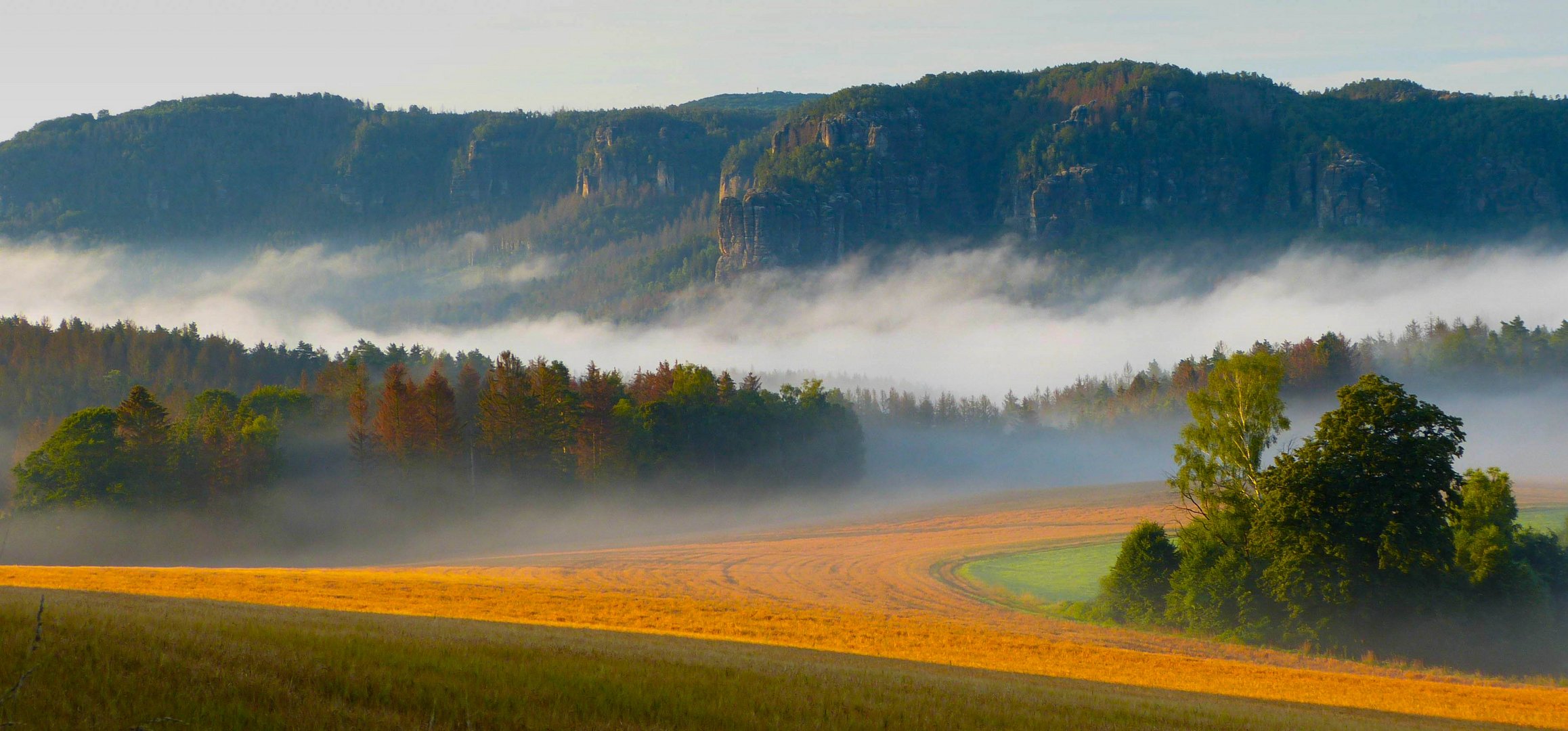 Frühnebel