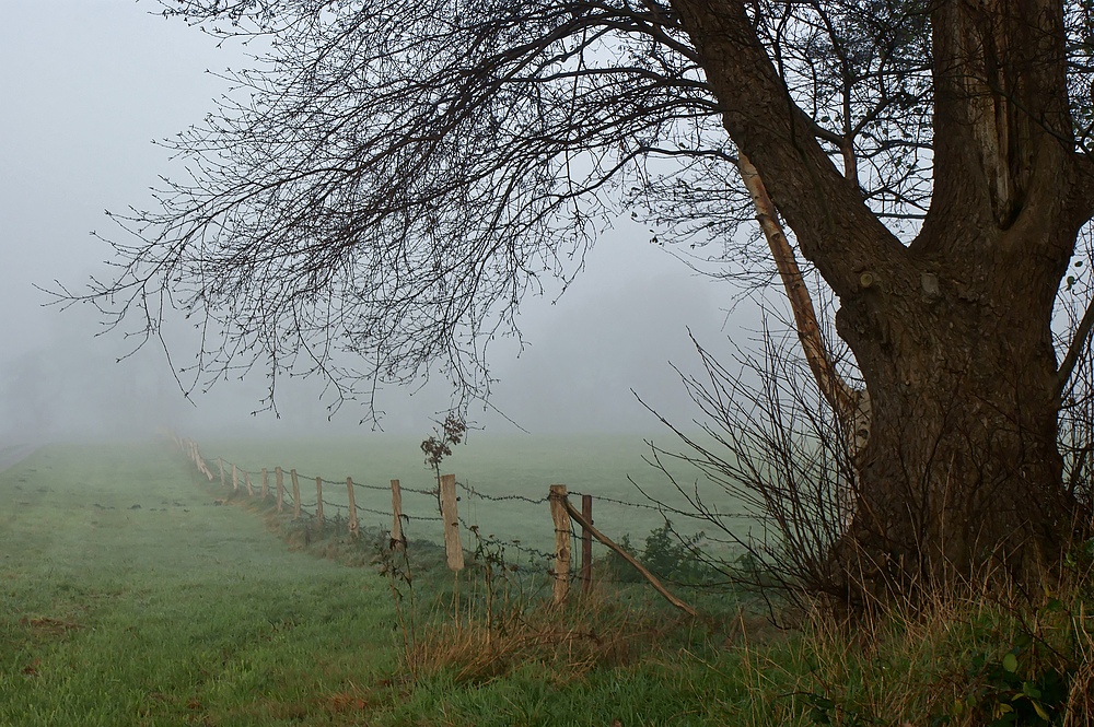 Frühnebel