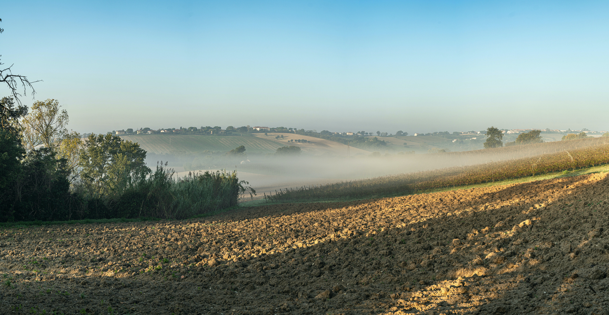 Frühnebel