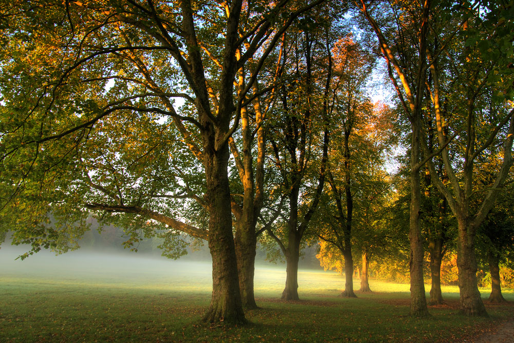 Frühnebel