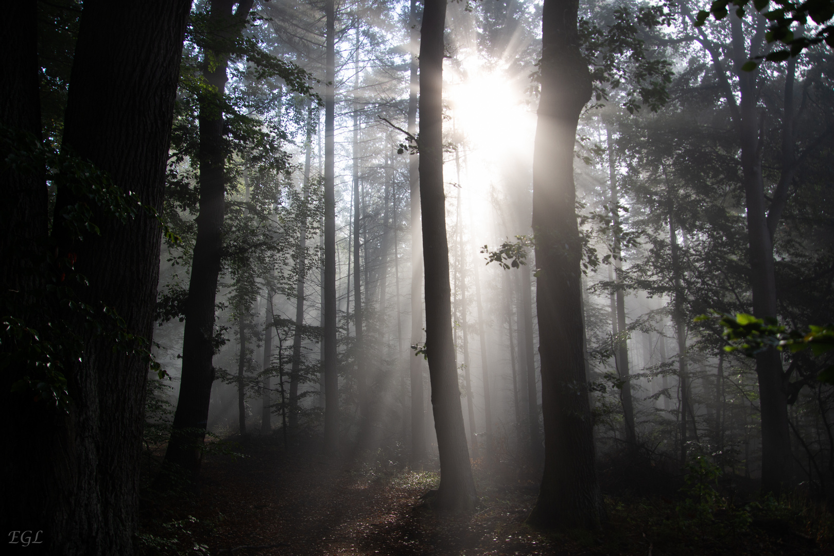 Frühnebel