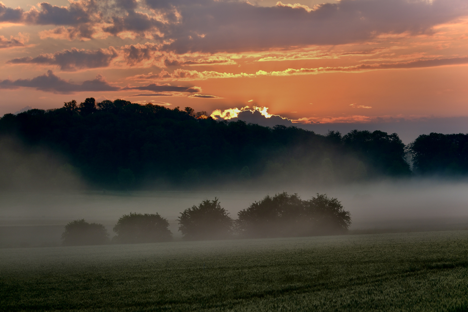 Frühnebel 