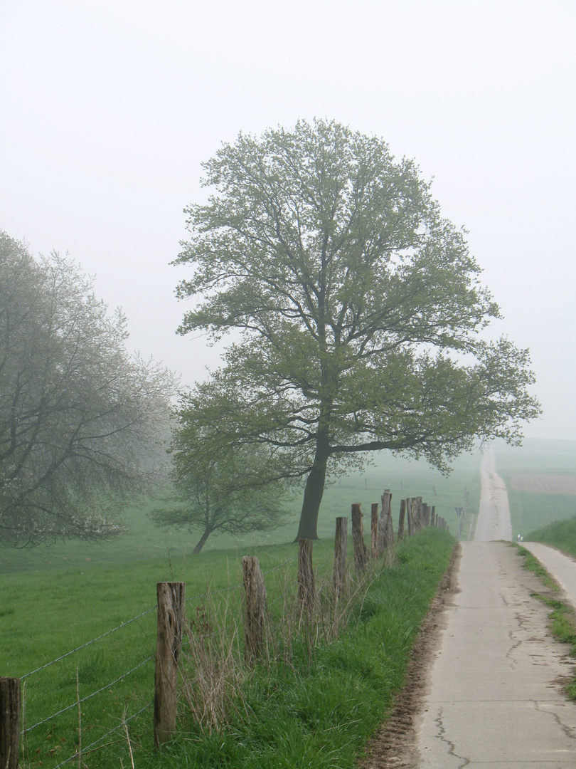 Frühnebel