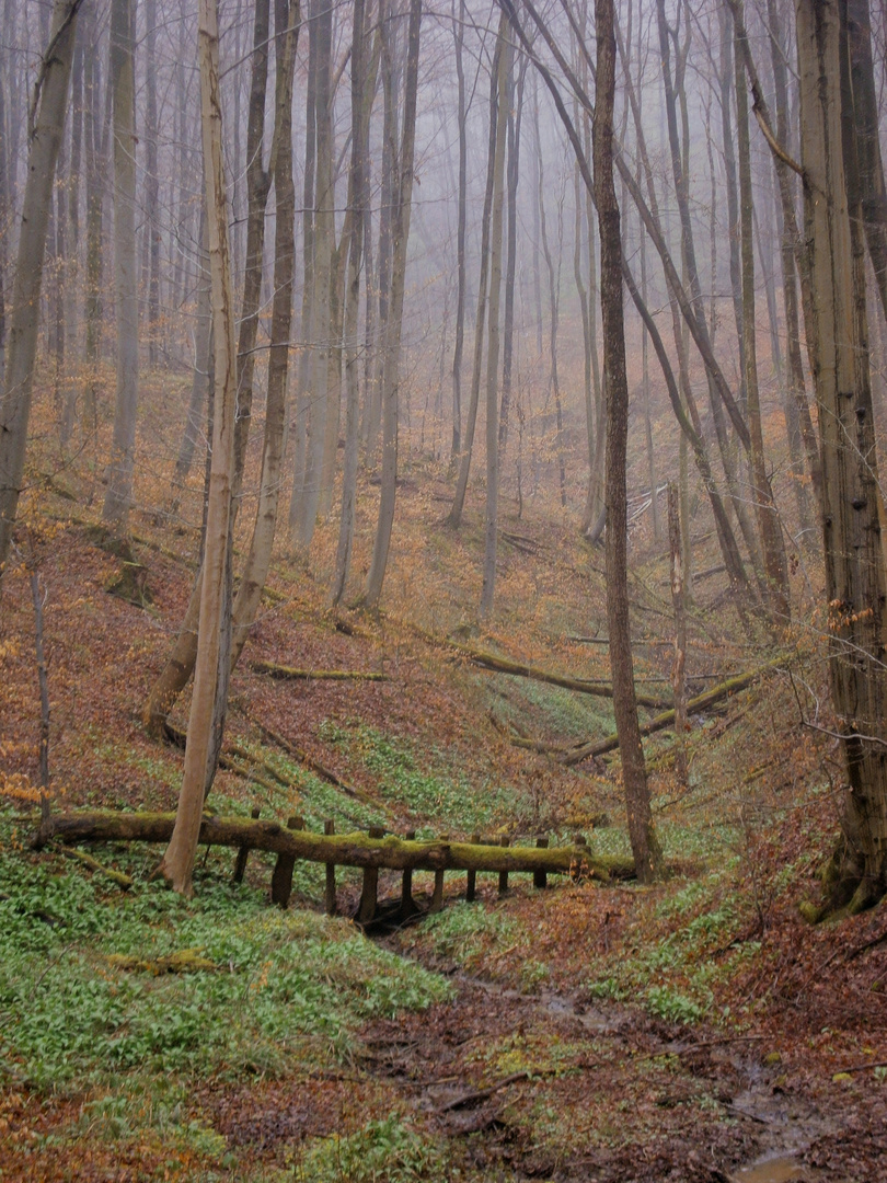 Frühnebel