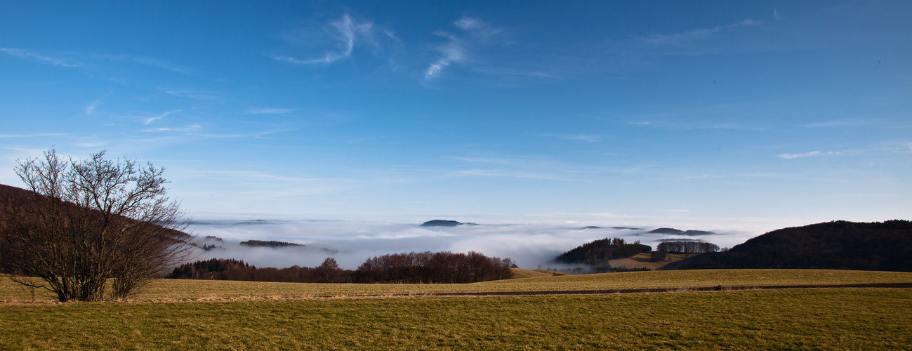 Frühnebel