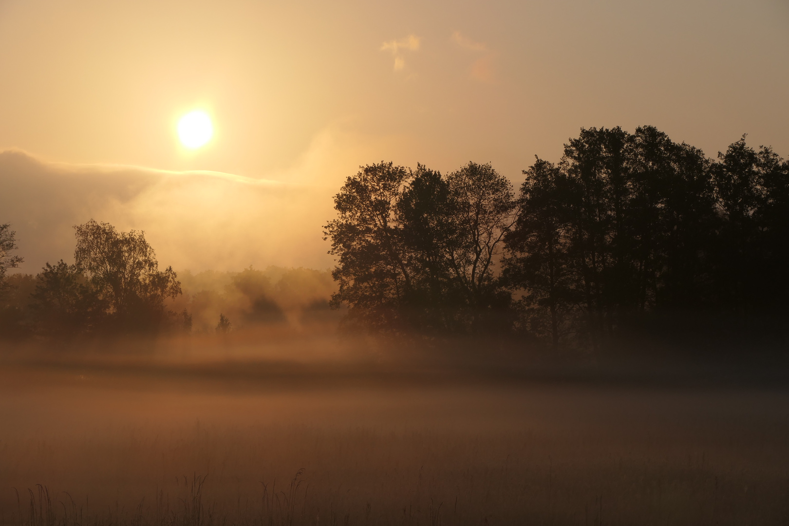 Frühnebel