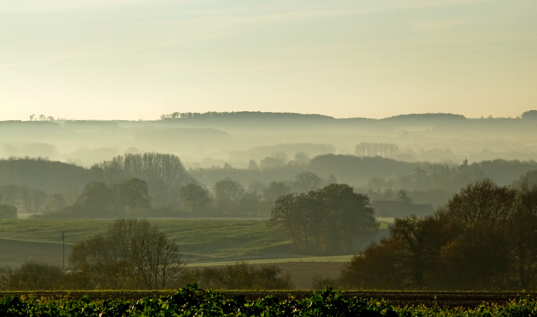 Frühnebel