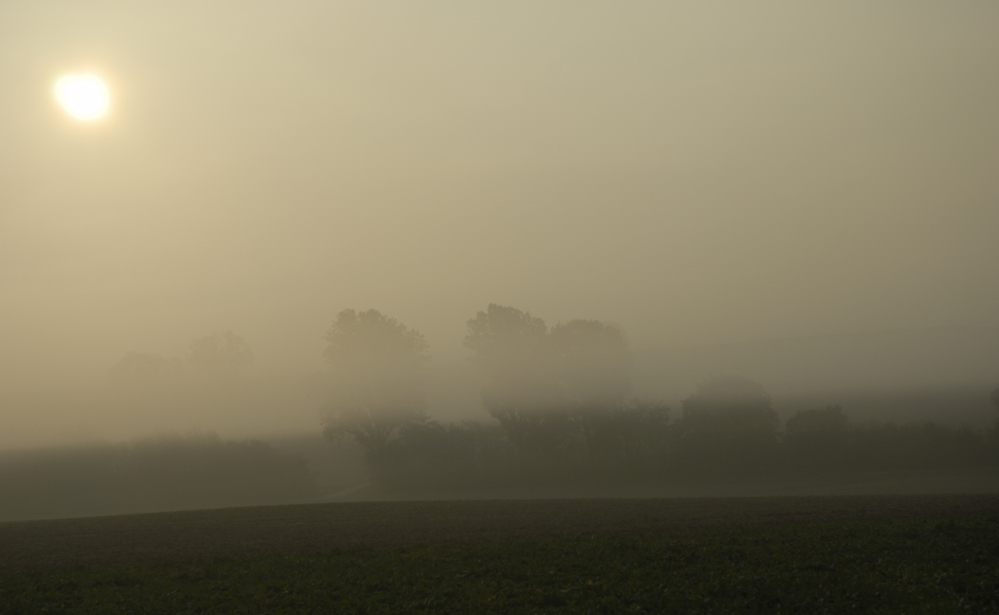 Frühnebel