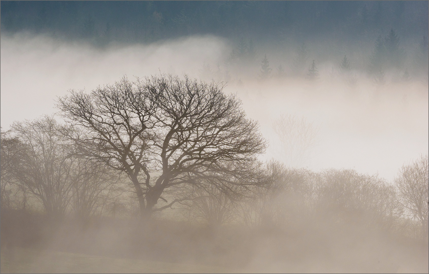 Frühnebel