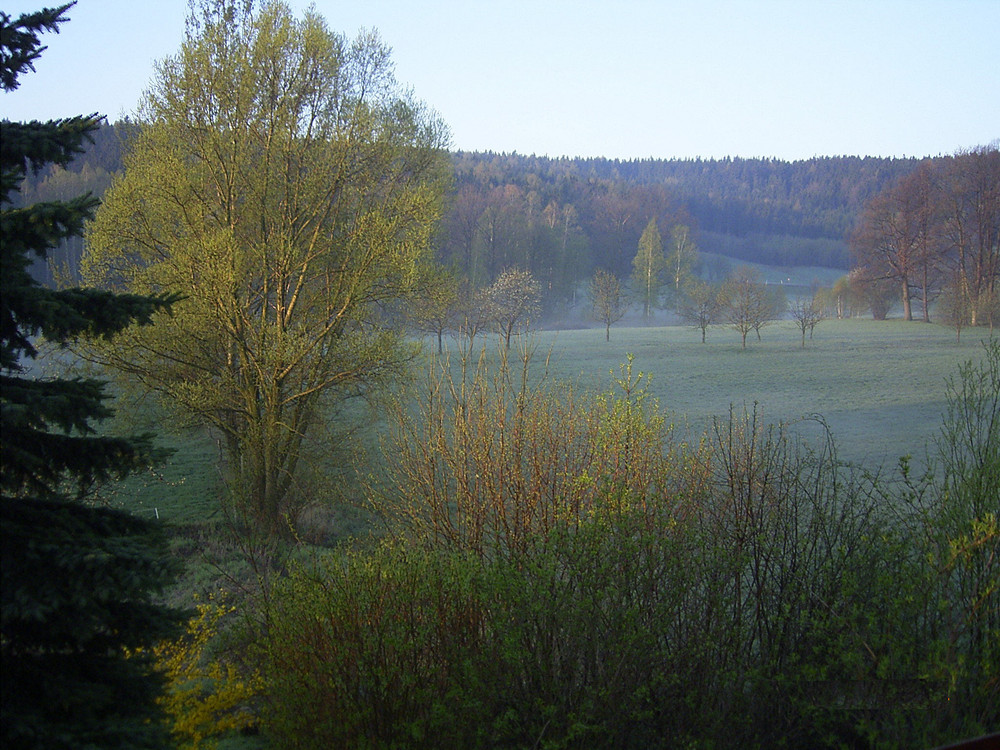 Frühnebel