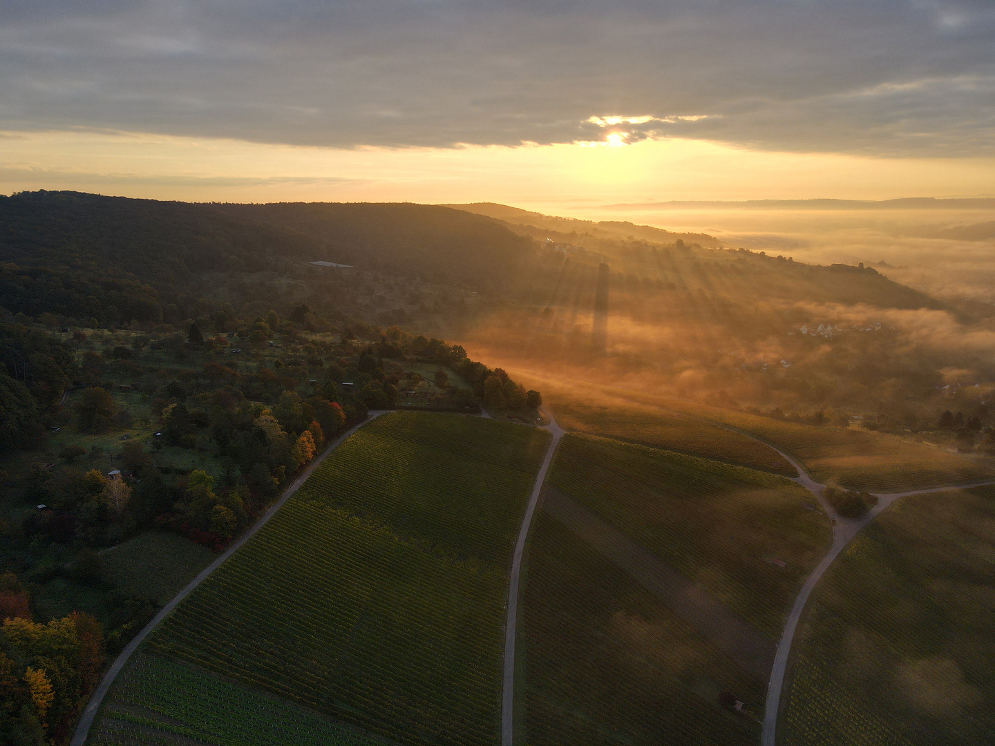 Frühnebel