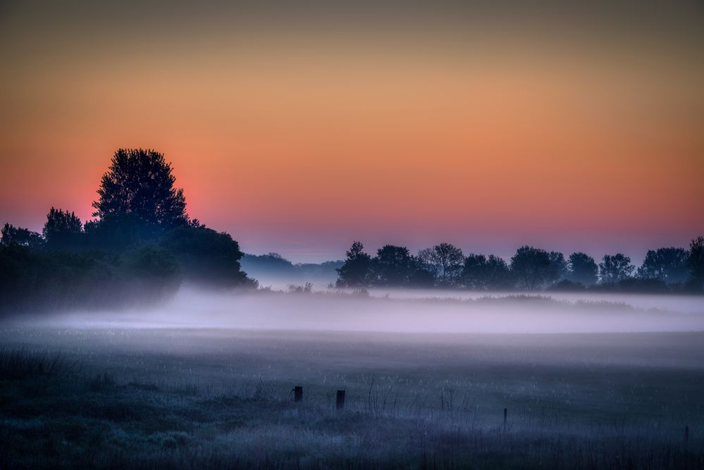 Frühnebel