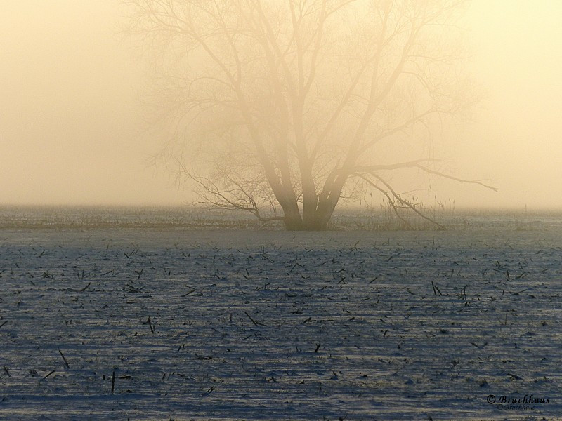 Frühnebel