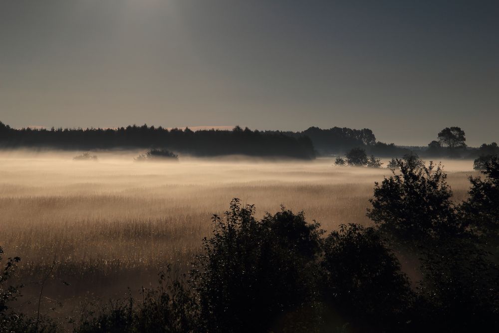 Frühnebel